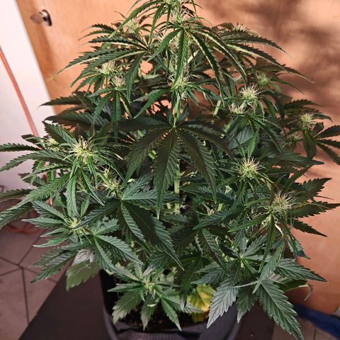Pink Auto growlog timeline photo