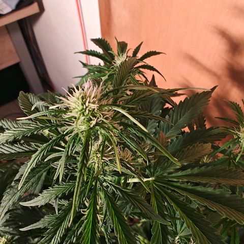 Pink Auto growlog timeline photo