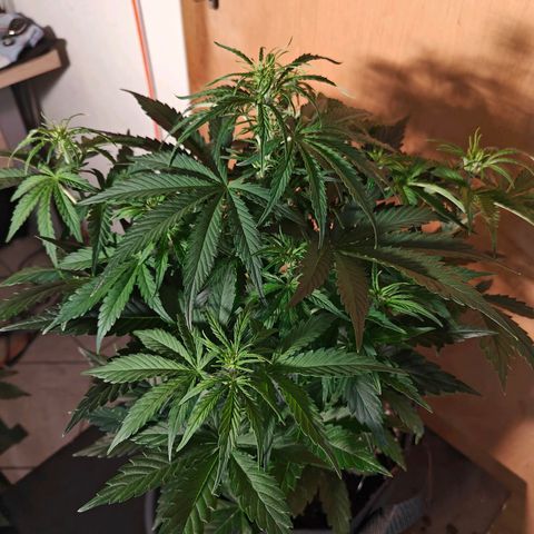Green Crack Auto growlog timeline photo