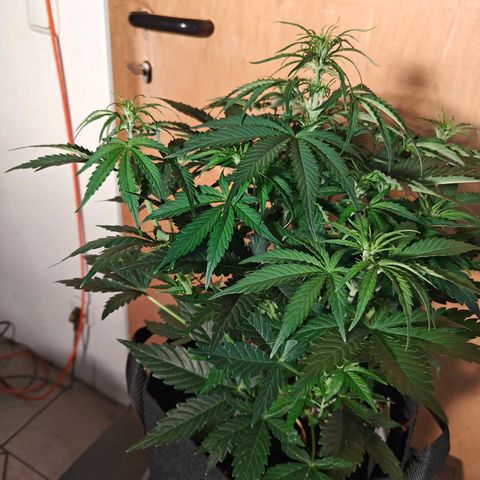 Green Crack Auto growlog timeline photo