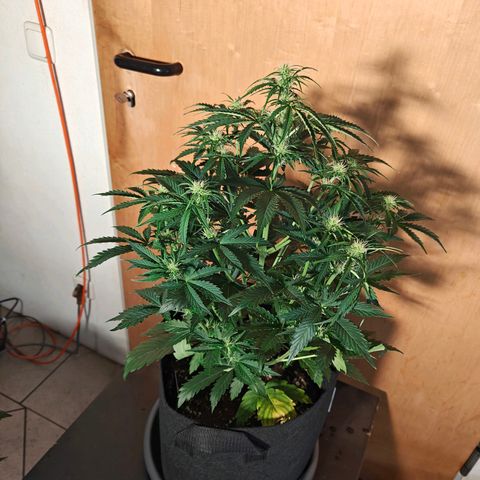 Pink Auto growlog timeline photo