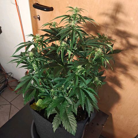Pink Auto growlog timeline photo