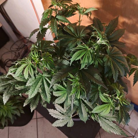 GG#4 Auto growlog timeline photo