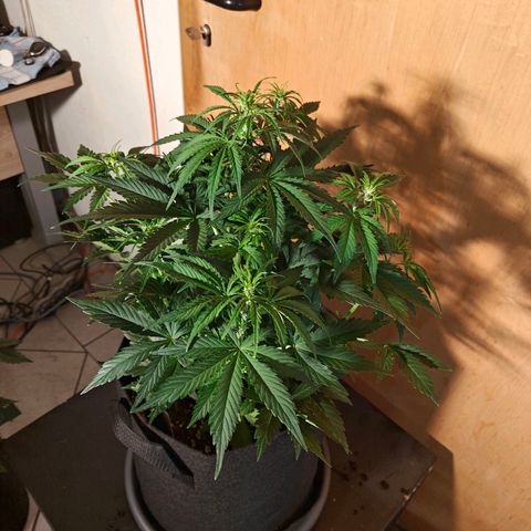 Green Crack Auto growlog timeline photo