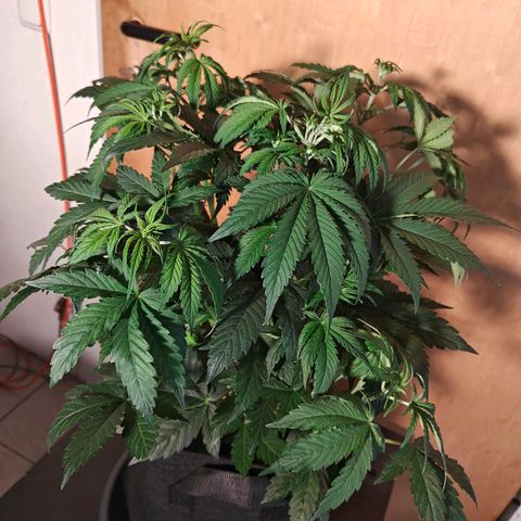 GG#4 Auto growlog timeline photo