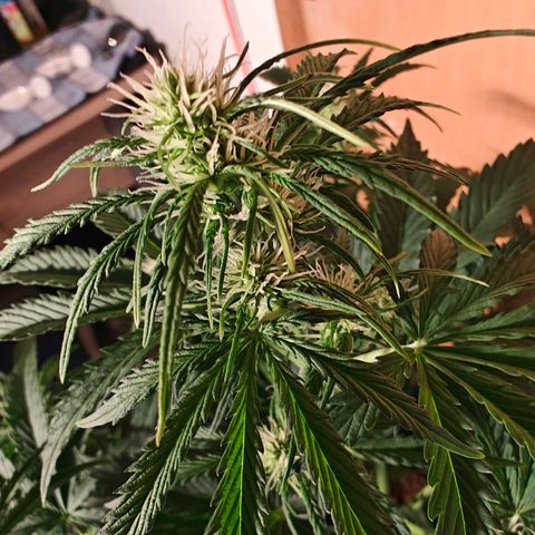 Pink Auto growlog timeline photo
