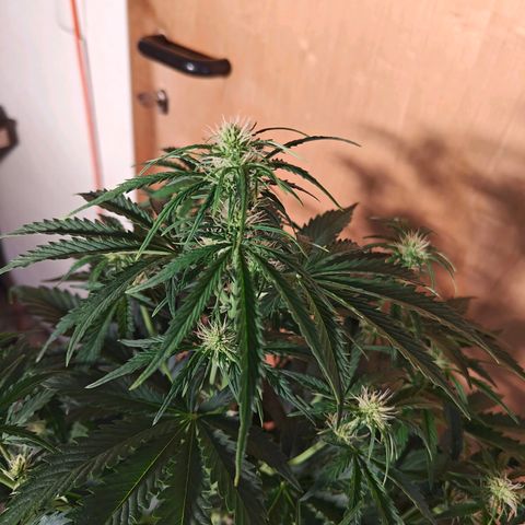 Pink Auto growlog timeline photo