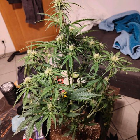 Pink Auto growlog timeline photo