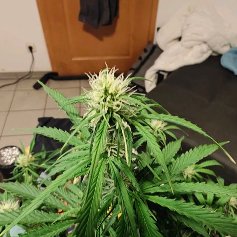 Pink Auto growlog timeline photo