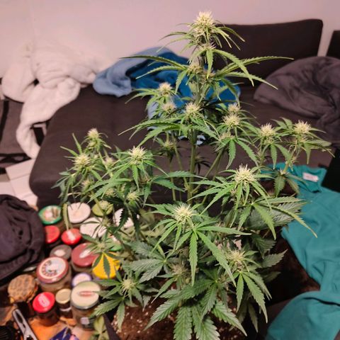 Pink Auto growlog timeline photo