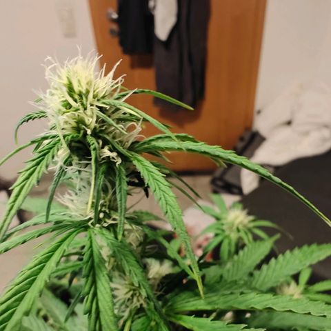 Pink Auto growlog timeline photo