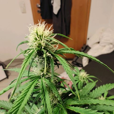 Pink Auto growlog timeline photo