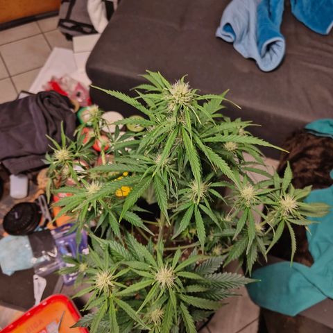 Pink Auto growlog timeline photo