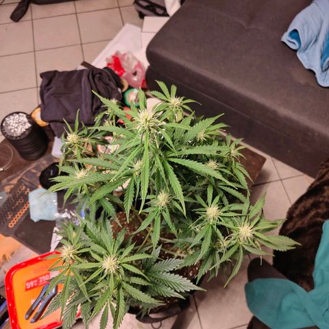 Pink Auto growlog timeline photo