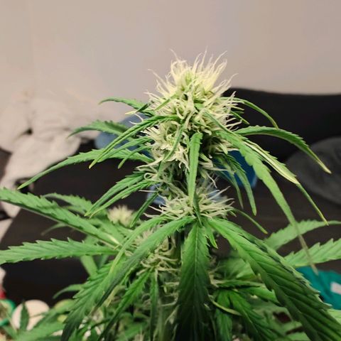 Pink Auto growlog timeline photo