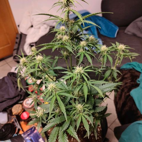 Pink Auto growlog timeline photo