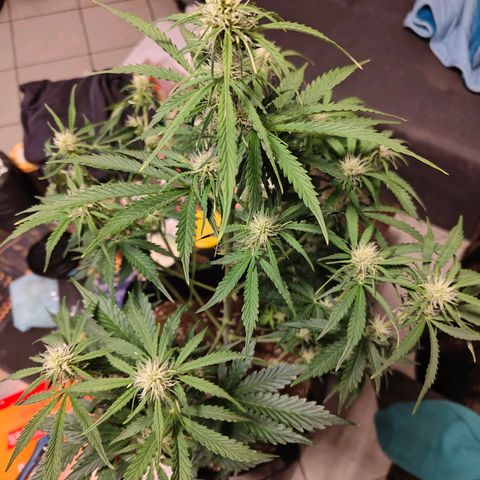 Pink Auto growlog timeline photo
