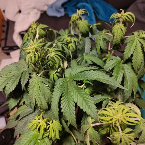 GG#4 Auto growlog timeline photo