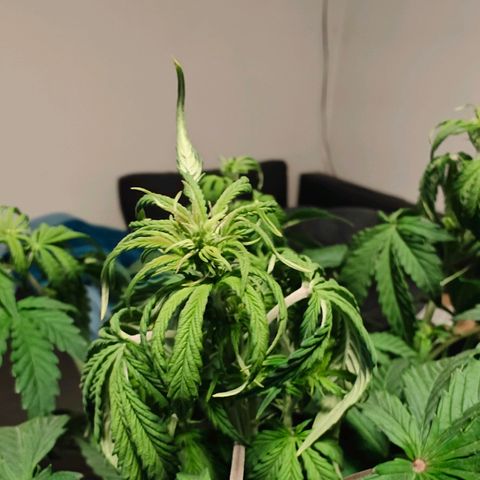 GG#4 Auto growlog timeline photo
