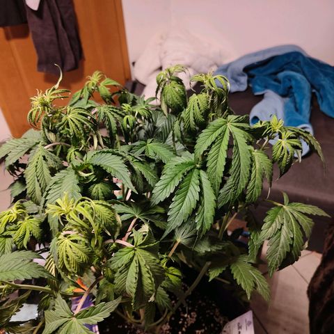 GG#4 Auto growlog timeline photo