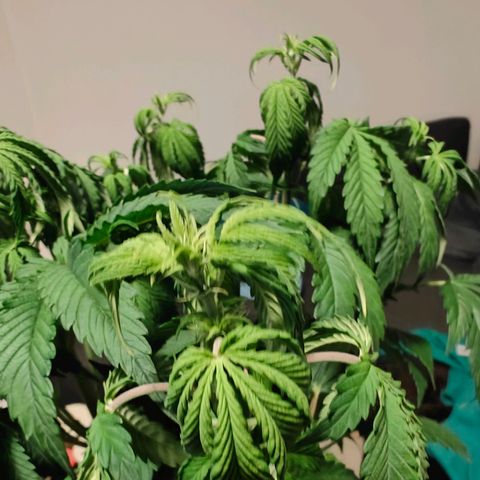 GG#4 Auto growlog timeline photo