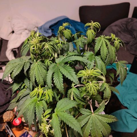 GG#4 Auto growlog timeline photo