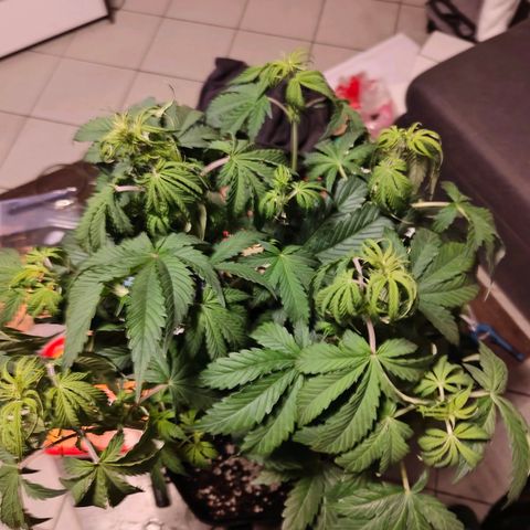 GG#4 Auto growlog timeline photo