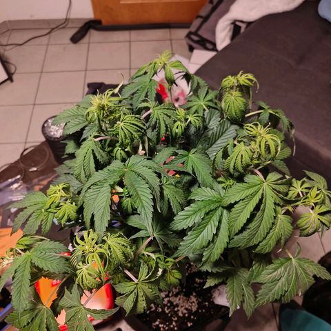 GG#4 Auto growlog timeline photo