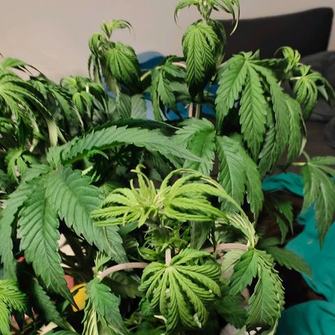 GG#4 Auto growlog timeline photo