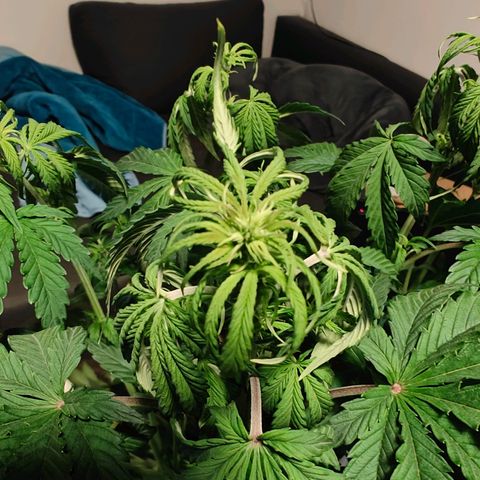GG#4 Auto growlog timeline photo