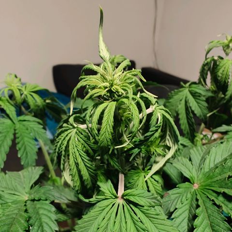 GG#4 Auto growlog timeline photo