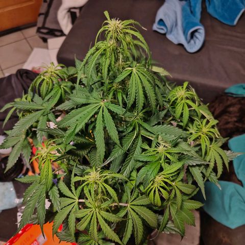Green Crack Auto growlog timeline photo