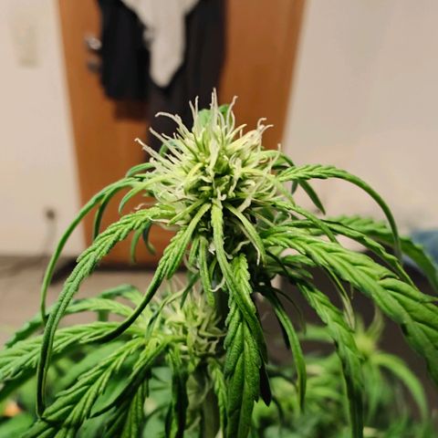 Green Crack Auto growlog timeline photo