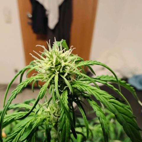 Green Crack Auto growlog timeline photo