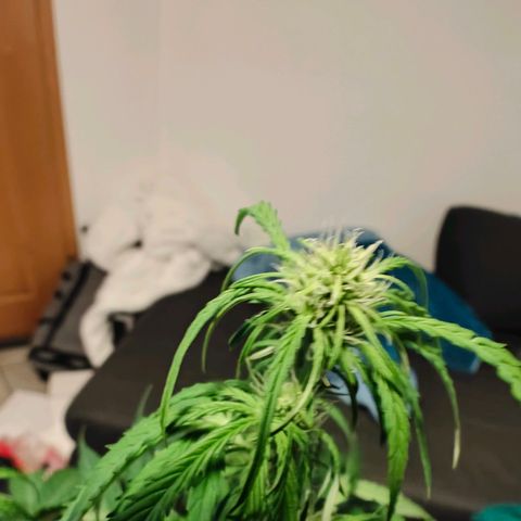 Green Crack Auto growlog timeline photo