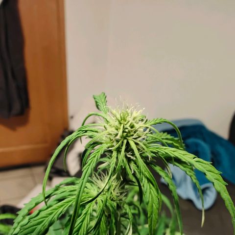 Green Crack Auto growlog timeline photo