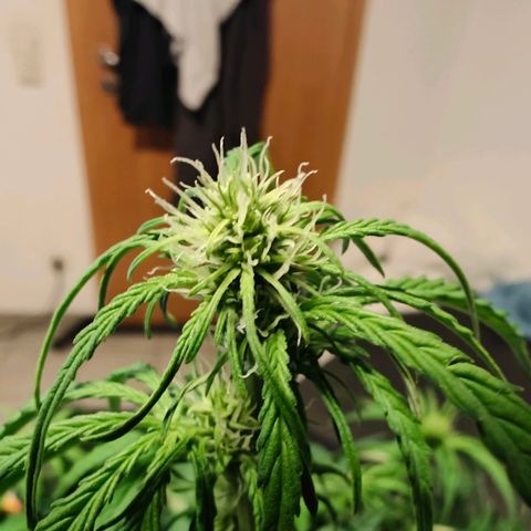 Green Crack Auto growlog timeline photo