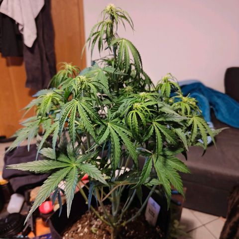 Green Crack Auto growlog timeline photo
