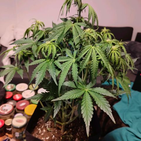 Green Crack Auto growlog timeline photo