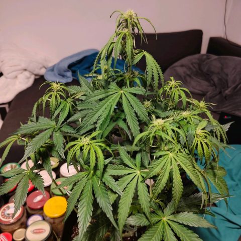 Green Crack Auto growlog timeline photo