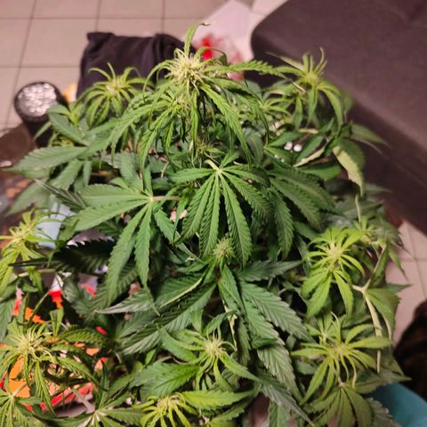Green Crack Auto growlog timeline photo