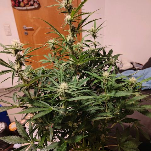 Green Crack Auto growlog timeline photo