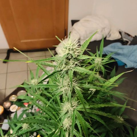 Green Crack Auto growlog timeline photo