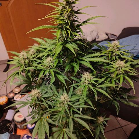 Pink Auto growlog timeline photo