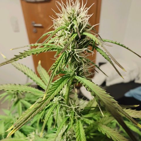 GG#4 Auto growlog timeline photo
