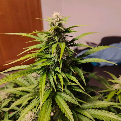 Pink Auto growlog timeline photo