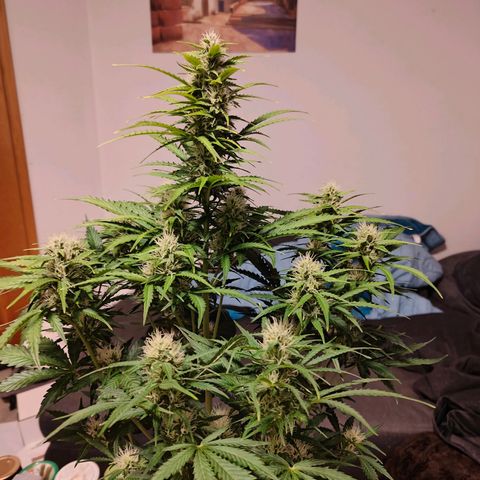 Pink Auto growlog timeline photo