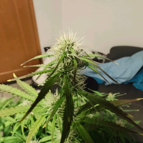 GG#4 Auto growlog timeline photo