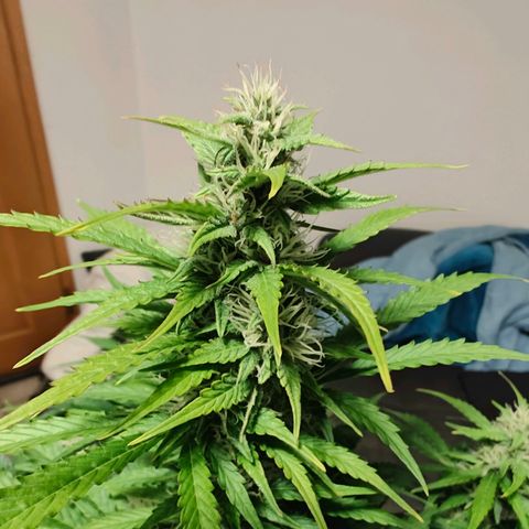 Pink Auto growlog timeline photo
