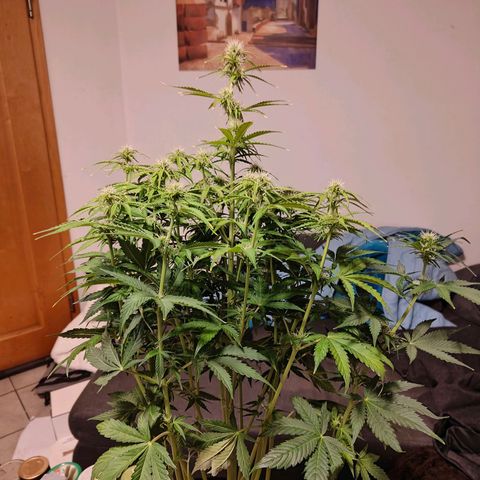 GG#4 Auto growlog timeline photo